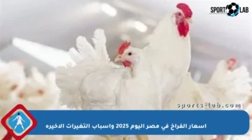 أسعار الفراخ في مصر اليوم 2025 وأسباب التغيرات الأخيرة